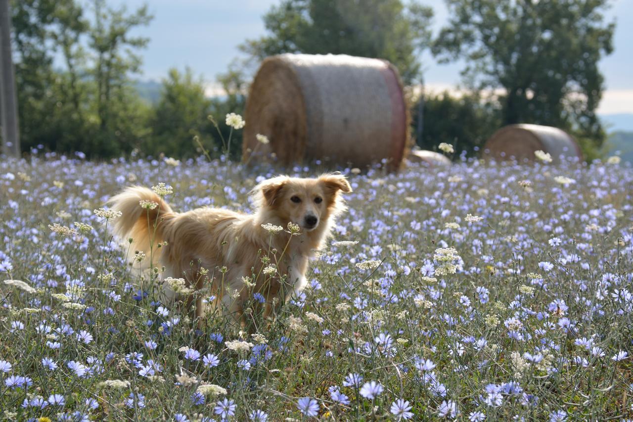 Agriturismo Il Sasso อันกิอารี ภายนอก รูปภาพ